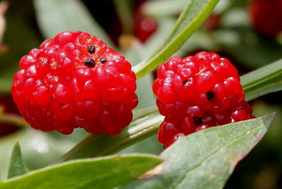 CYBEXIS GBPUT-95 - Strawberry Spinach Blite Giant - (750 Seeds) Seed(750 per packet)