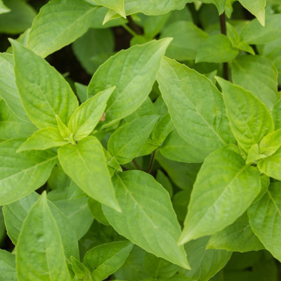 Qualtivate LX-5 Basil- Mrs Burns Lemon seeds Seed(1000 per packet)