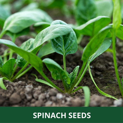 VibeX ® RXI-435 Spinach/Palak Vegetable Seeds Seed(500 per packet)