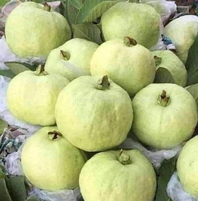 Lorvox Rare Exotic Dwarf Fruit Fruit Variety (Guava) Seed(65 per packet)