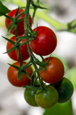 TIMOSHA tomato Seed(135 per packet)