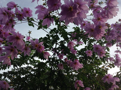 CYBEXIS HUA-48 - Dahlia imperialis | Giant - (60 Seeds) Seed(60 per packet)