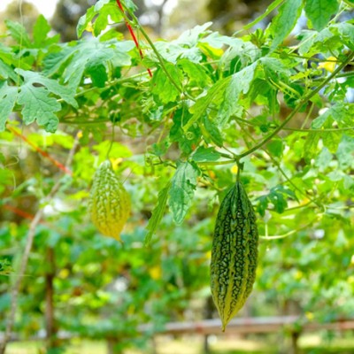 naturehils Bitter Gourd Seeds, F1 Organic Bitter Gourd Seeds for Gardening, Korola Seed(30 per packet)