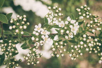 Plantzone gypsophila flower Seed(100 per packet)