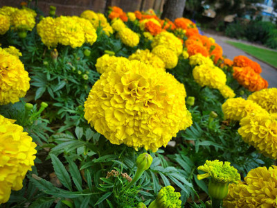SAVRANA SHAKTI marigold/gende ka phool flower seeds Seed(50 per packet)