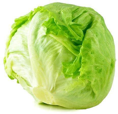 KNESSiN ICEBERG LETTUCE Seed(1250 per packet)