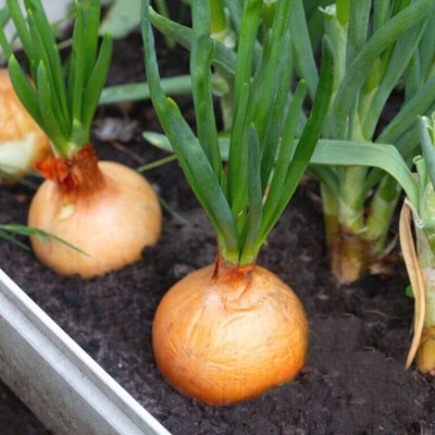 WILLVINE MAH -VIII Yellow Onion Seeds [50g] Seed(30000 per packet)