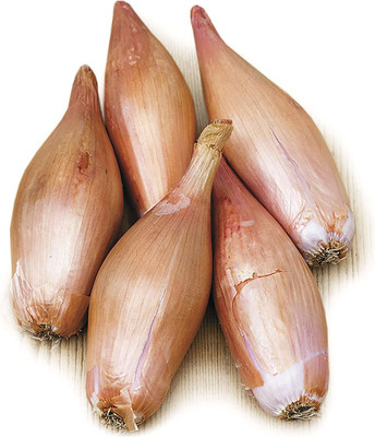 CYBEXIS XLR-6 - Classic French Zebrune Shallot - (1500 Seeds) Seed(1500 per packet)