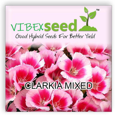 CYBEXIS Hybrid Imported Clarkia Mixed Flower Seeds Seed(50 per packet)