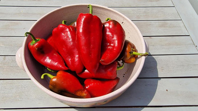 Biosnyg Non GMO Elephant Ear Red Chilli Vegetable Seeds For Gardening-(2000 Seeds) Seed(2000 per packet)