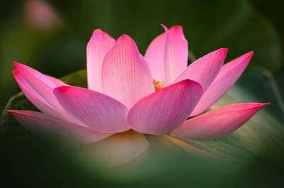 Dharma lotus,kamal gatta Seed(10 per packet)
