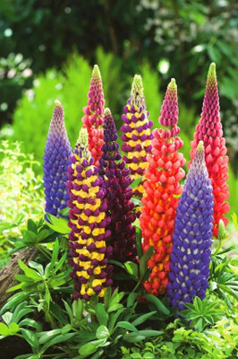 CWAN Perennial Lupine Mix of colors/Lupinus Polyphyllus Seed(50 per packet)