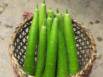 CYBEXIS NDIR-51 - Lauki Bottle Gourd Dudhi - (100 Seeds) Seed(100 per packet)