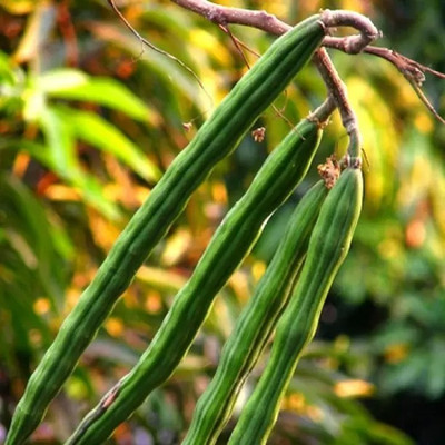 MAA Drumstick, Moringa Seed(40 per packet)