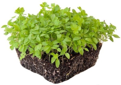 CYBEXIS PARSLEY MICROGREEN SEEDS700 Seeds Seed(700 per packet)