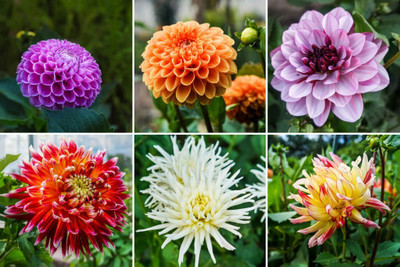 BISWAS Dahlia hybrid mix flower seeds, Dahlia seeds for planting Seed(35 per packet)
