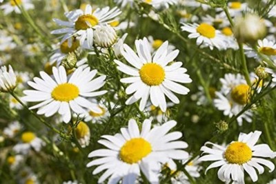 CYBEXIS XLL-35 - Certified Organic German Chamomile - (750 Seeds) Seed(750 per packet)