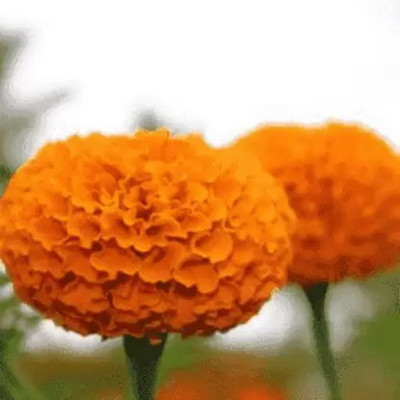 MAA Marigold African Seed(65 per packet)