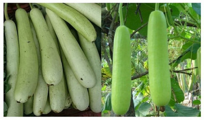 the green dotcom Fresh VNR Botlle Gourd (lokki) Vegetable Hybrid Seed(60 per packet)