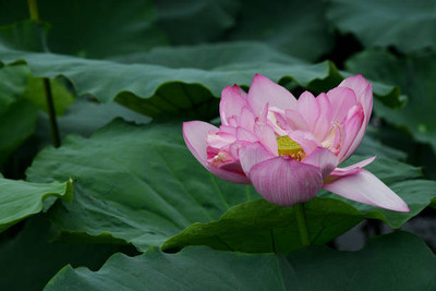 AmbeStore lotus,kamal seeds Seed(15 per packet)