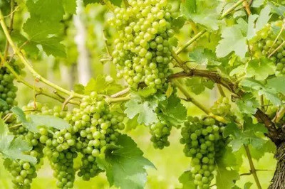 Chalisa Grapes, Green Grapes Seed(10 per packet)