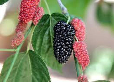 Oliver mulberry(shahatoot) fruit seeds Seed(67 per packet)