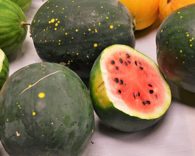 KNESSiN Open-Pollinated Moon & Stars Watermelon Seeds For Gardening-(500 Seeds) Seed(500 per packet)