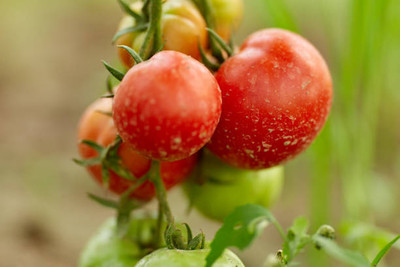 Herbex tomato Seed(145 per packet)
