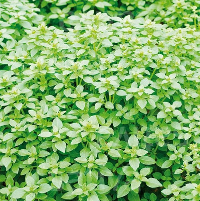 Qualtivate NBIR-34 Greek Basil Seeds Seed(1000 per packet)