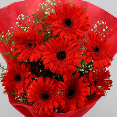 Mozette Exotic daisy red Seed(26 per packet)