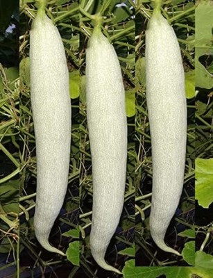 VibeX Chachinda Vegetable Seeds Snake Gourd[50 Gms, 250 Seeds] Seed(250 per packet)