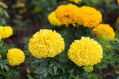bloomaura marigold/gende ka phool flower seeds Seed(50 per packet)