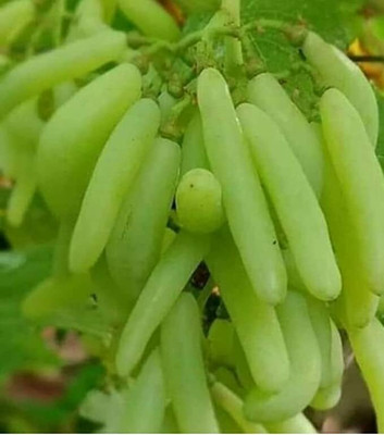 Aywal Hybrid Grabes Seed(10 per packet)