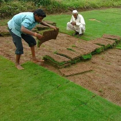 LPR GHAS,GRASS Seed(1000 per packet)