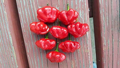 KNESSiN F1 Hybrid Brazilian Starfish Pepper Seeds for Terrace Gardening-(1200 Seeds) Seed(1200 per packet)