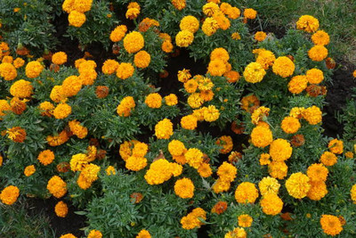 Greenery marigold,gende ka phool seeds Seed(21 per packet)