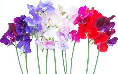 CYBEXIS XLR-91 - Fragrant Sweet Peas - (300 Seeds) Seed(300 per packet)