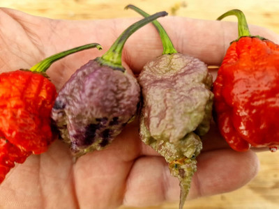 KNESSiN F1 Hybrid Purple Death Chilli Vegetable Seeds for Garden-(1200 Seeds) Seed(1200 per packet)