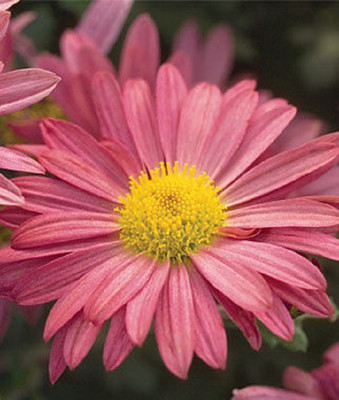 CYBEXIS Chrysanthemum Garden Mum/ Mammoth Daisy Coral400 Seeds Seed(400 per packet)