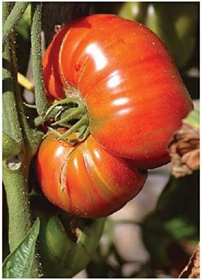 KNESSiN XIV-27 Tomato Pink Brandywine Seed(200 per packet)