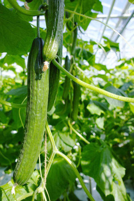 CYBEXIS Heirloom Cucumber Seeds-250 Seeds Seed(250 per packet)