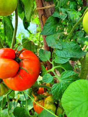 Sakuntala Hybrid Seeds tomato Seed(130 per packet)