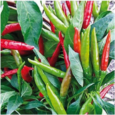 CYBEXIS Thai Chilli Pepper - Vegetable/Fruit Seeds600 Seeds Seed(600 per packet)
