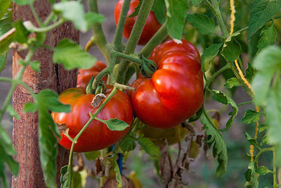 clause tomato Seed(70 per packet)