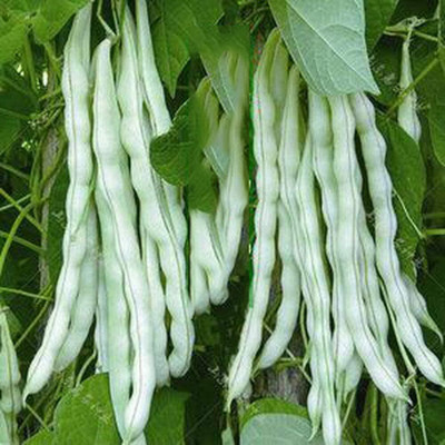 KNESSiN DLH-85 White String Bean Seed(150 per packet)
