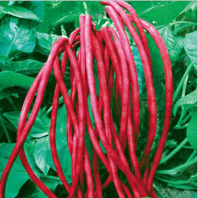 KNESSiN Ground Bean Seed(400 per packet)