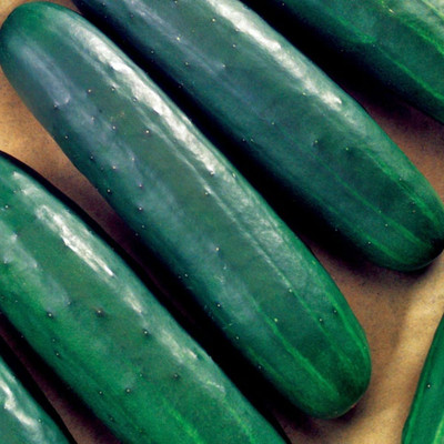 Quentova Cucumber F1 Hybrid Sultan Seeds-ICRA-10A Seed(250 per packet)