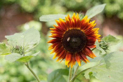 Seedsqlty sunflower seeds for planting dwarf, high germination (55 seeds) Seed(55 per packet)
