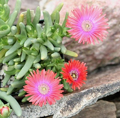 CYBEXIS Cactus Type Succulent Ice Plant Mix Seeds Seed(1 g)