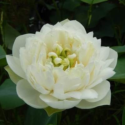 Aywal Mixed Color Water Lily Seed(7 per packet)